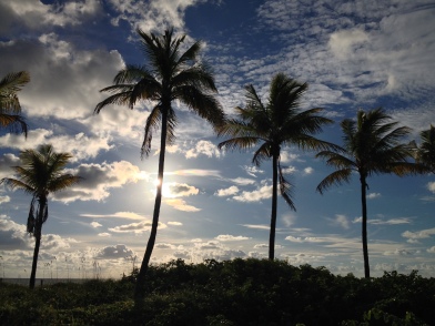 morning palms